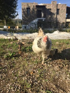 Tavuk ve mini tavuk Tavuk ve mini tavuk