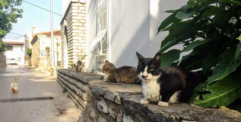 Bodrum’da Kedi Olmak