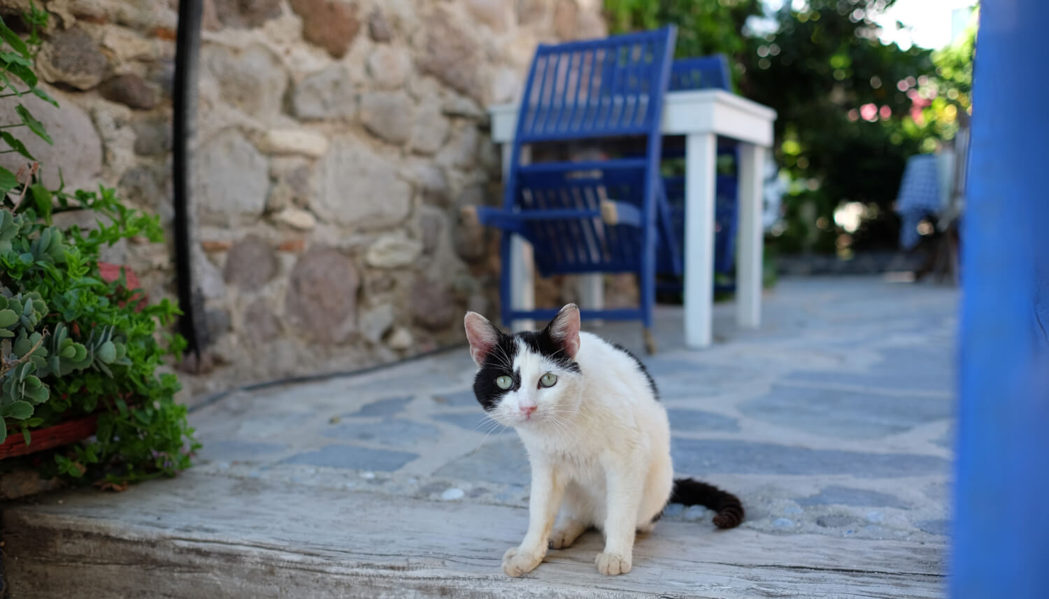 Bodrum’da yaşayan masum şehirli