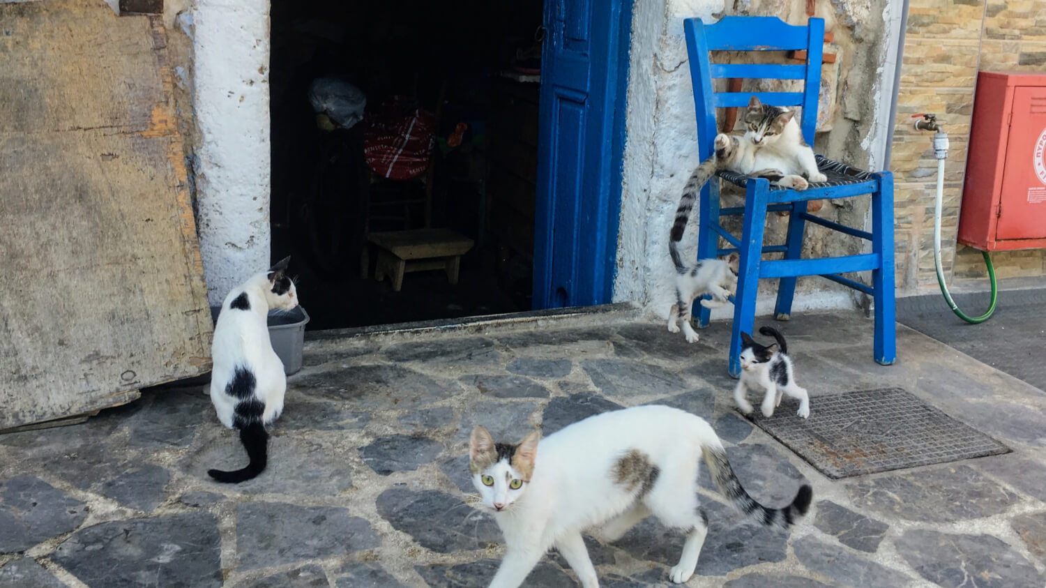 Kalymnos Cats